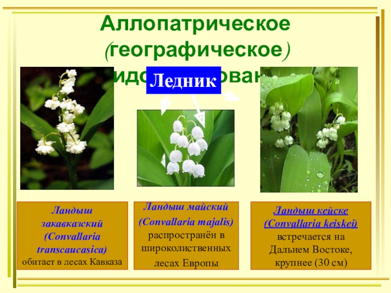 Презентация по теме популяции 9 класс пономарева