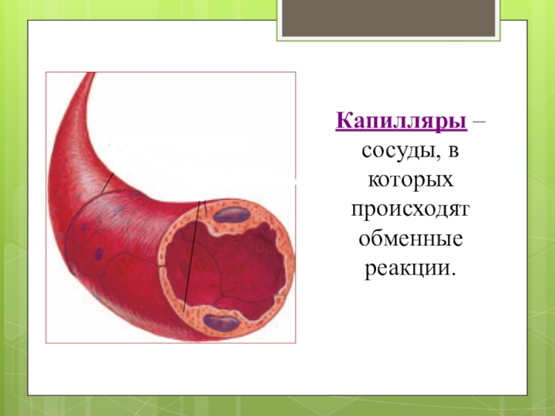 Что такое капилляры. Капилляры-сосуды, в которых. Капилляр (биология). Капилляры это сосуды стенки которых.