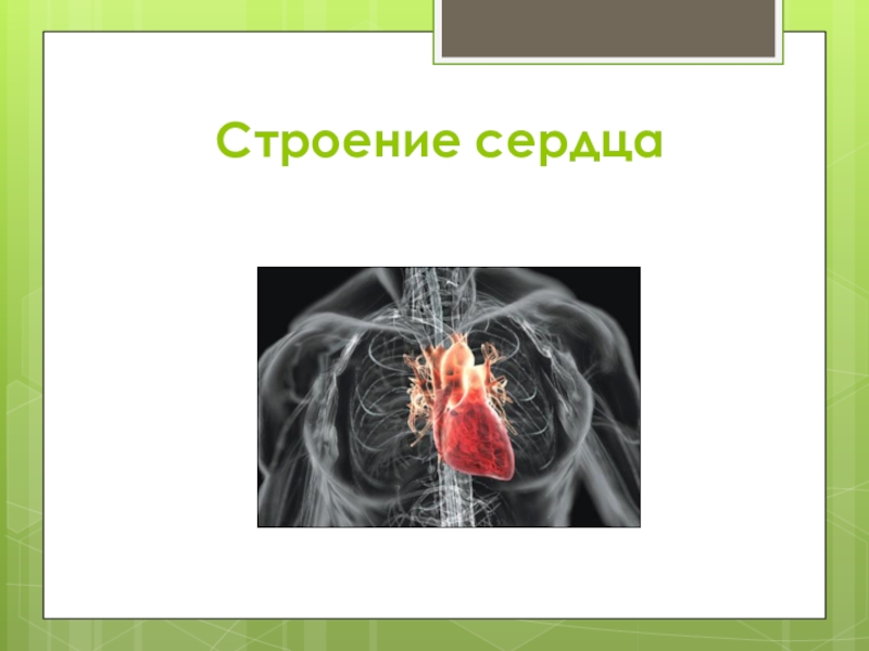 Презентация строение и работа сердца презентация 8 класс