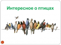 Презентация по окружающему миру  Интересное о птицах