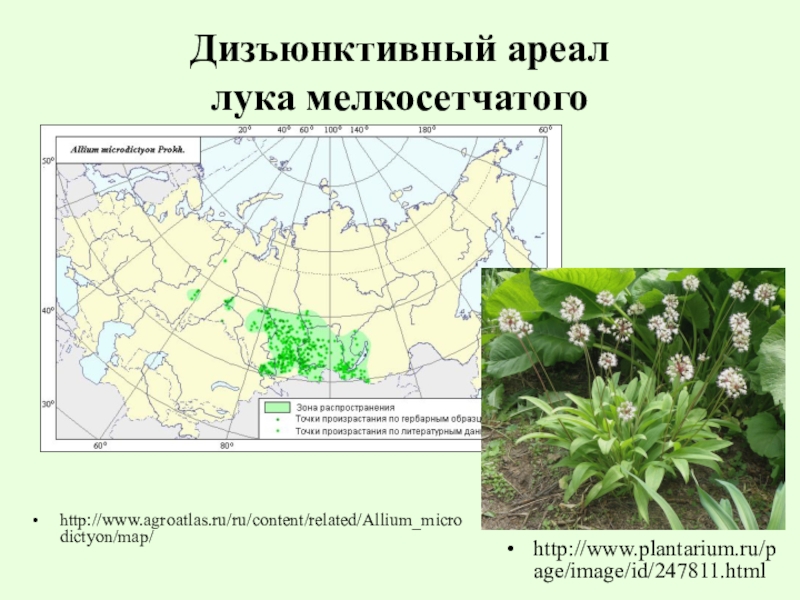 Распространение видов в природе. Ареал растение. Дизъюнктивный ареал лука мелкосетчатого. Дизъюнктивный ареал примеры растений. Виды ареалов растений.