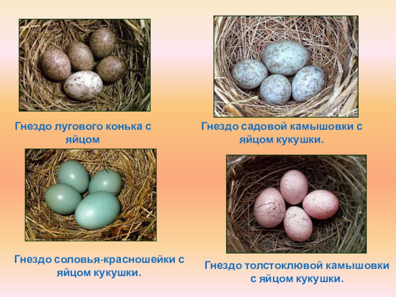 На каких картах какие яйца. Яйца птиц с названиями. Разновидности яиц. Птичьи яйца. Разновидности яиц птиц.