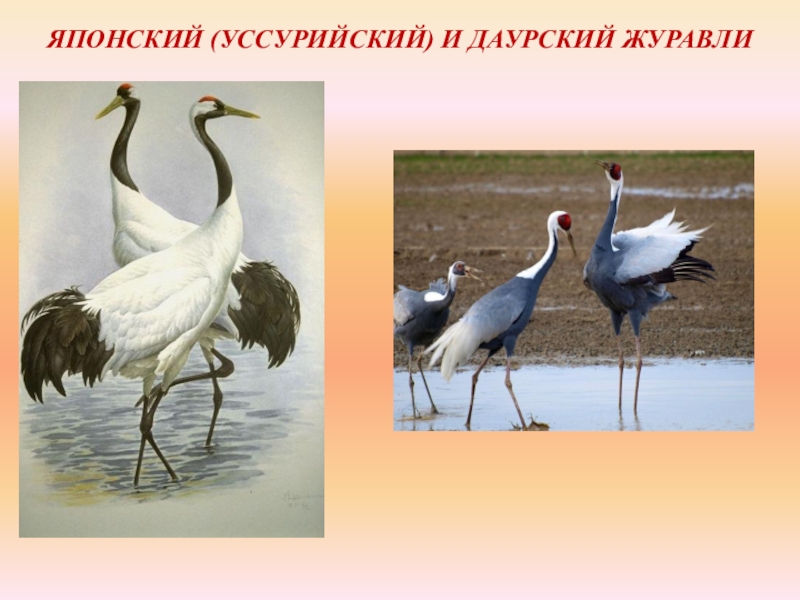 Журавль даурский рисунок