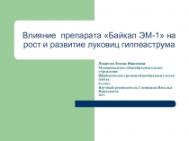 Презентация проекта Влияние препарата Байкал ЭМ-1 на рост и развитие луковиц гиппеаструма