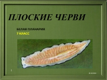 Плоские черви 7 класс