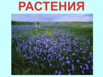 Презентация по окружающему миру на тему Растения