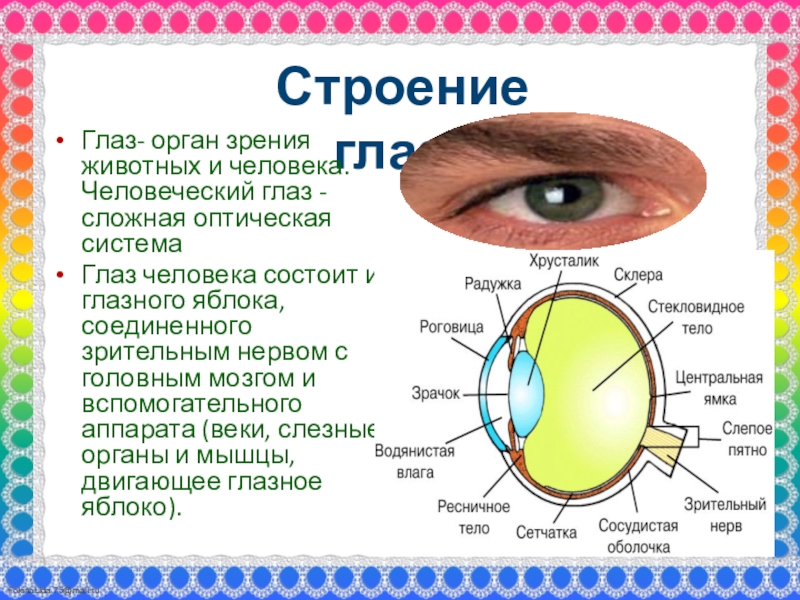 Заполните таблицу строение органа зрения