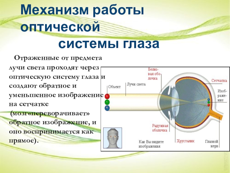 Последовательность прохождения луча света в глазном. Строение оптической системы глаза. Схема оптической системы глаза. Оптическое строение глаза. Компоненты оптической системы глаза.