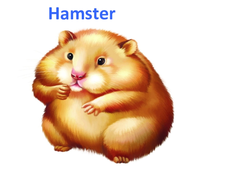 Hamster. 