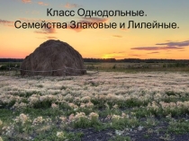 Презентация по биологии на тему: Класс Однодольные.Семейства Злаковые и Лилейные (6 класс)