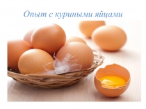Опыты с куриным яйцом