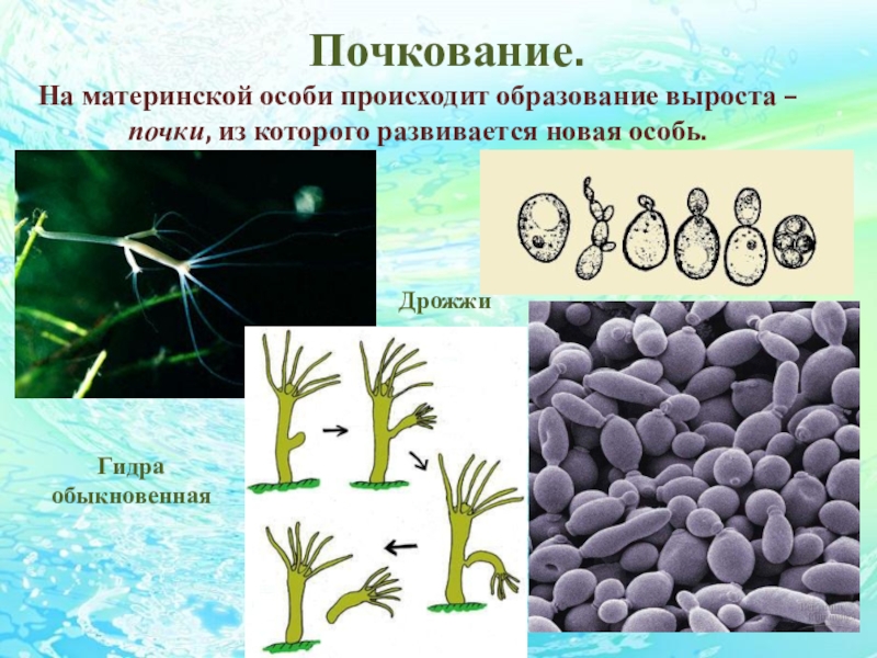 Почкование пример полового размножения. Организмы размножающиеся почкованием. Способ размножения почкование. Бесполое почкование. Примеры организмов размножающихся почкованием.