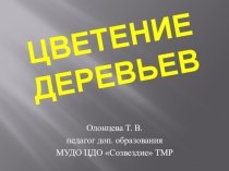 Презентация по экологии Цветение деревьев (для дошкольников 5-6 лет)