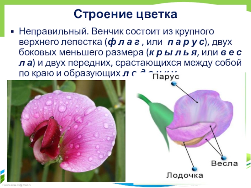 Состав венчика цветка. Венчик цветка состоит. Венчик бобовых. Интересное растение по строению ..