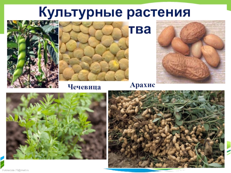 Овощная культура семейства бобовых