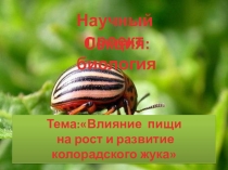 Презентация научно-исследовательской работы по биологии на тему Влияние качество пищи на рост и развитие колорадского жука