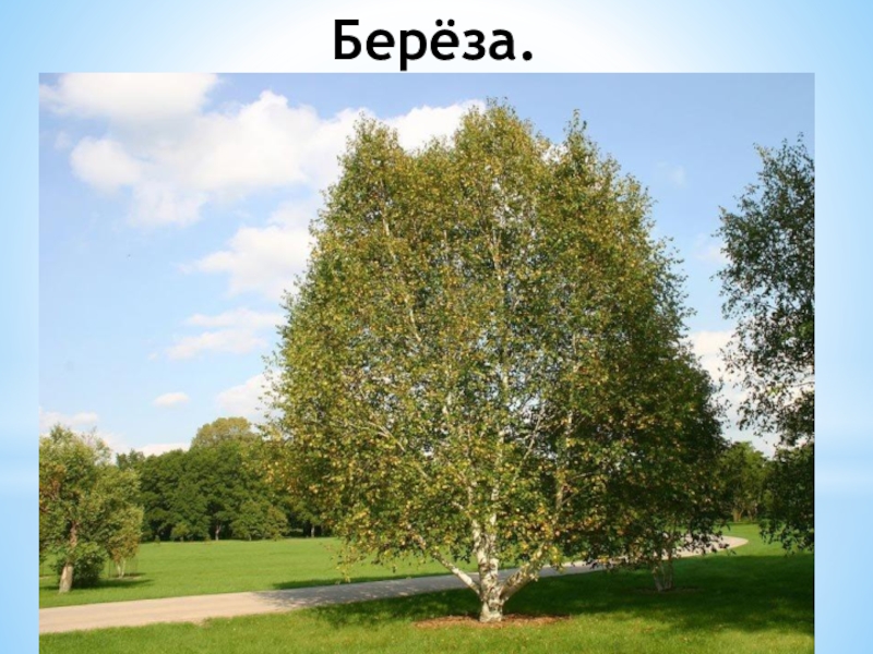 Доклад: Береза