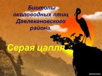Презентация к учебной исследовательской работе  Биотопы околоводных птиц Давлекановского района.Серая цапля.