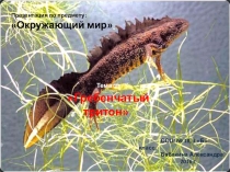 Презентация по окружающему миру на тему:Гребенчатый тритон