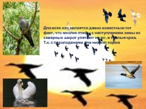 Надо птицам помогать