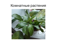 Презентация к уроку технологии Комнатные растения