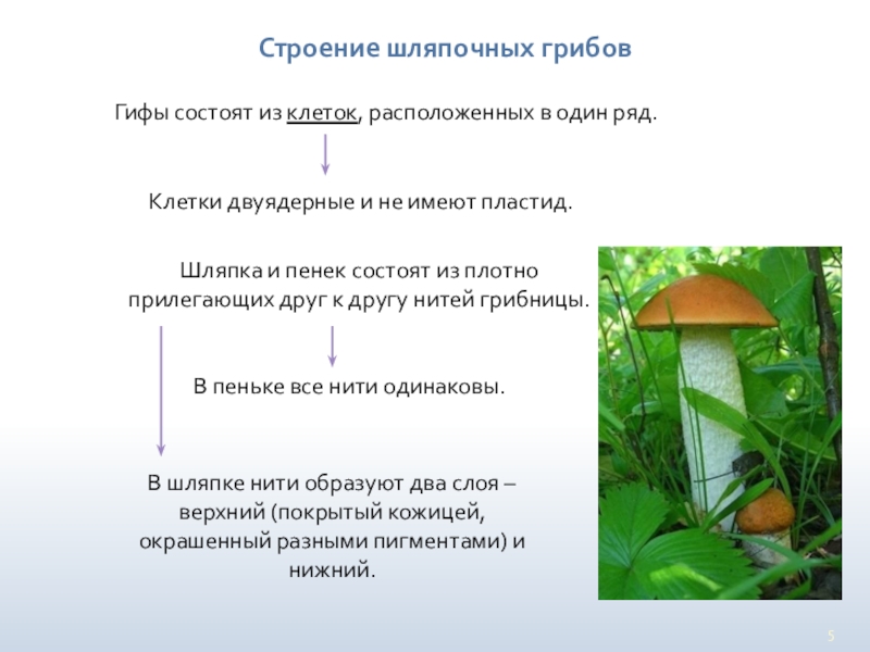 В чем сходство и различие шляпочных грибов. Размножение шляпочных грибов. Биология 6 класс Шляпочные грибы. Размножение шляпочного гриба 5 класс. Шляпочные грибы строение размножение.