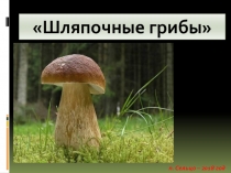 Презентация по биологии на тему Шляпочные грибы
