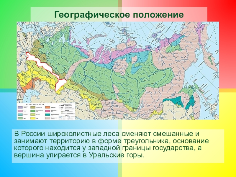 Географическое положение широколиственных в россии