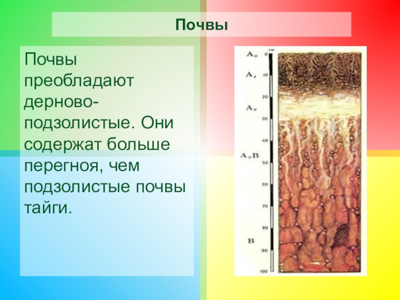 Почвы смешанных лесов. Почвы смешанных и широколиственных лесов. Подзолистые и дерново-подзолистые почвы. Дерново-подзолистые почвы. Подзолистые почвы тайги.