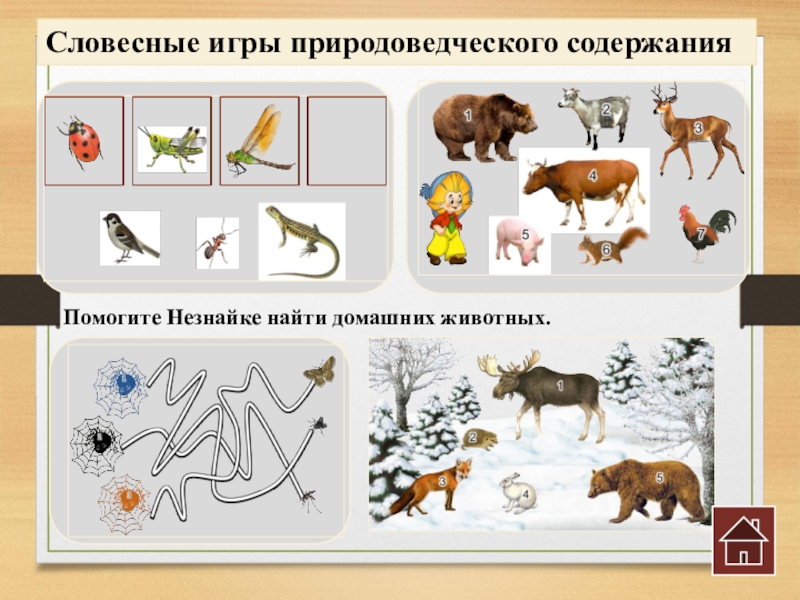 Любимое дикое животное устное. Игры природоведческого характера в ДОУ. Дидактические игры природоведческого содержания. Дидактические игры природоведческого содержания в старшей группе. Дидактические игры природоведческого характера.