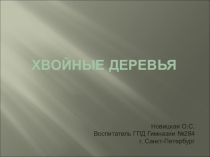 Презентация по окружающему миру Хвойные деревья