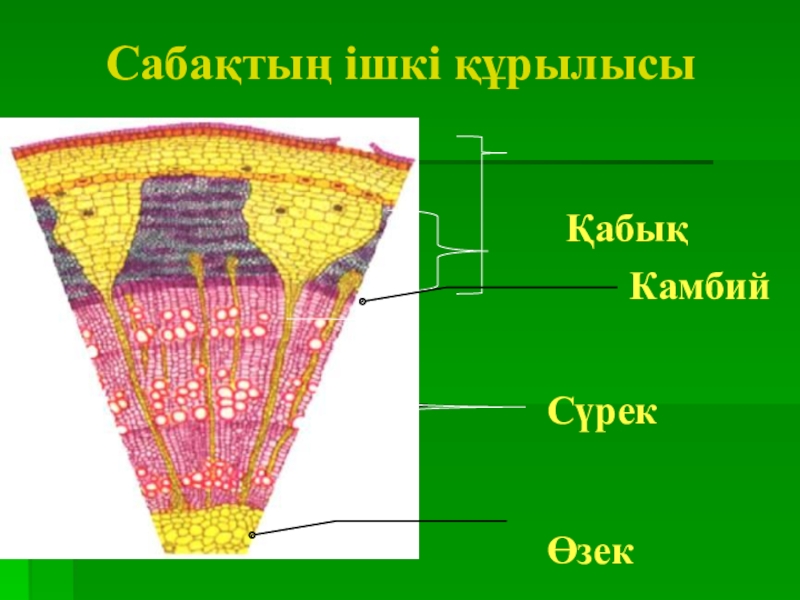 Какую функцию выполняет камбий у корня растений