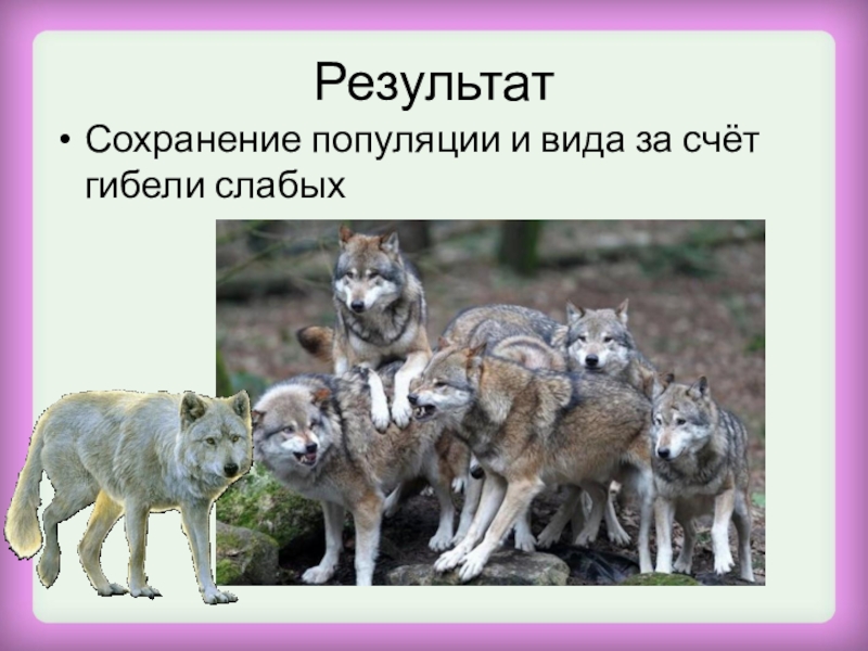 Сохранение популяции. Сохранение популяции или вида за счет гибели. Сохранение популяции или вида за счет гибели более слабых.