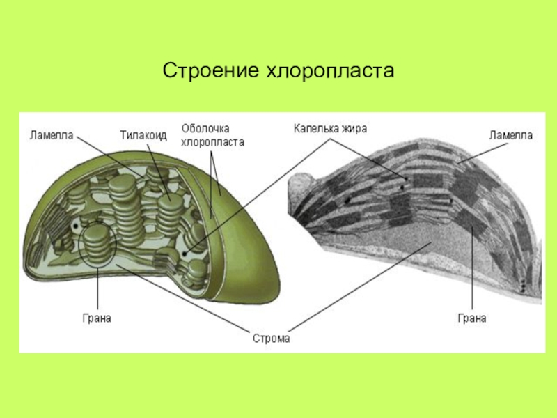 Обозначьте на рисунке хлоропласт. Строение хлоропласта Ламелла. Строение хлоропласта 10 класс. Строение хлоропласта фотосинтез. Строение листа хлоропласты.