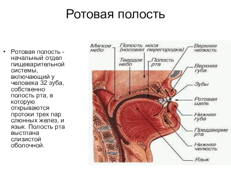 Ротовая полость презентация