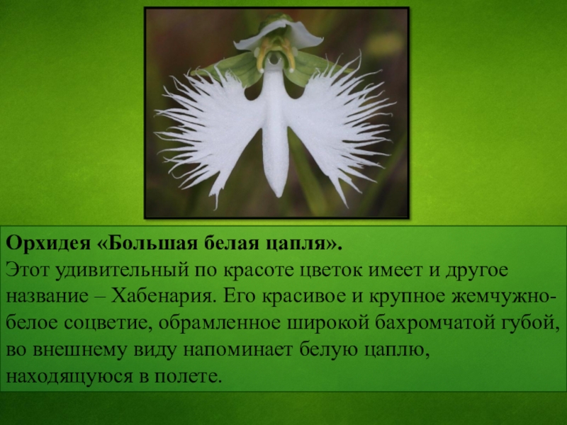 Самое самое биология. Орхидея «большая белая цапля» (Habenaria Radiata). Интересные факты о растении Орхидея. Орхидея белая цапля презентация. Интересные факты о большой белой Цапли.