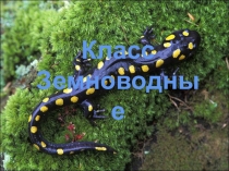 Земноводные (подготовительные курсы по Биологии)