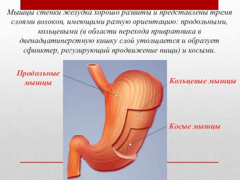 Желудок 8 класс. Слои мышечной оболочки желудка. Мышечный слой стенки желудка. Мышечная оболочка желудка.