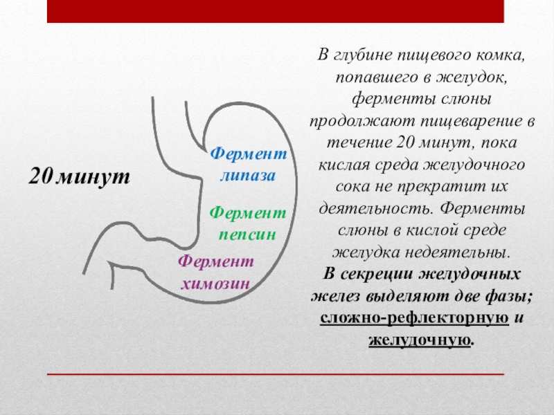 Презентация на тему желудок