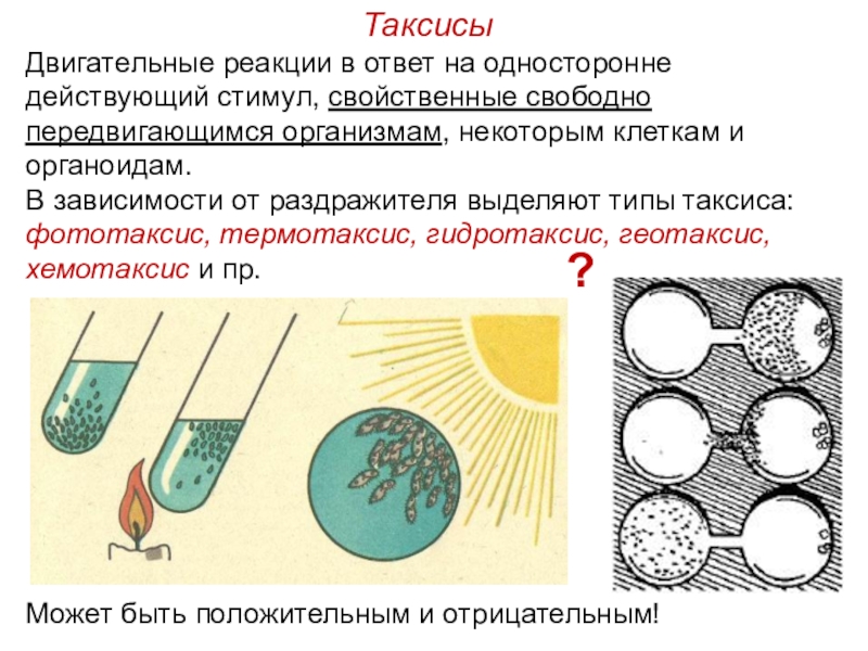 Положительный фототаксис. Таксис это в биологии. Такмис. Таксисы это двигательная реакция. Виды таксиса у простейших.