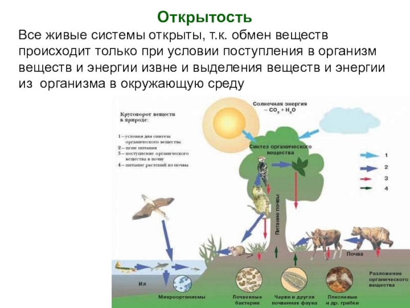 Биологические системы презентация