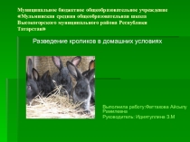 Презентация по биологии на тему  Мои любимые кролики 7 класс