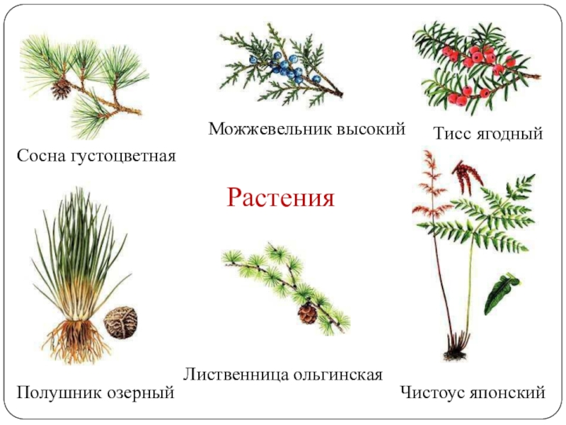 Можжевельник лиственница сосна. Краснокнижные хвойные растения. Можжевельник красная книга. Хвойные растения красной книги России. Можжевельник красная книга России.