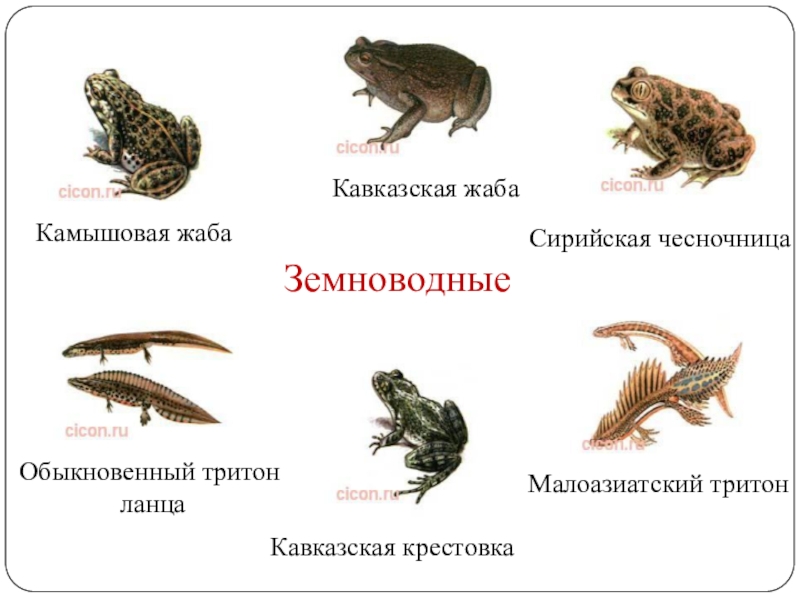 Земноводные картинки для детей с названиями