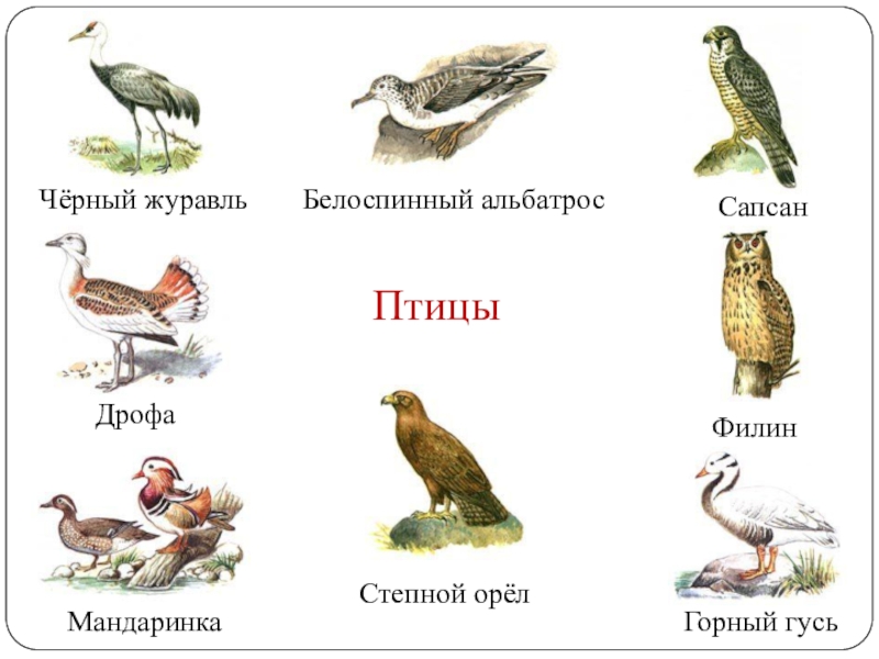 Красная книга список птиц