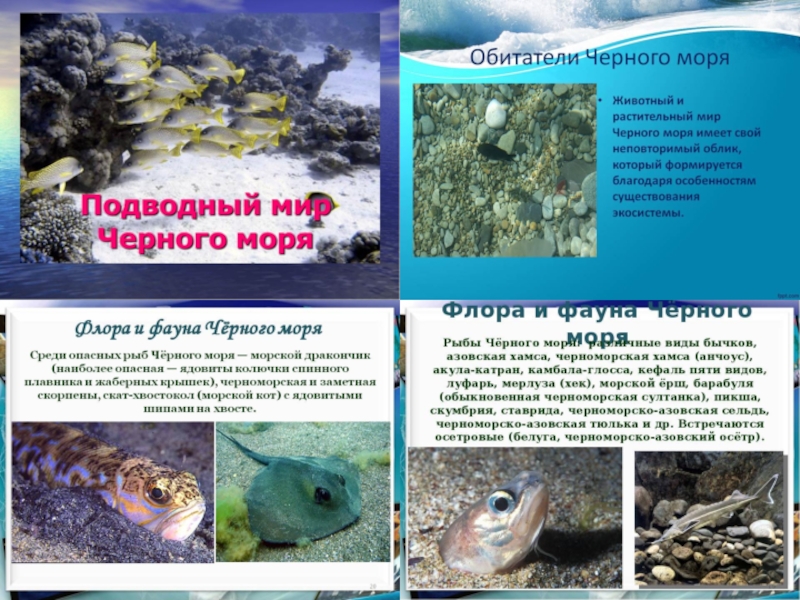 Животные черного моря 4 класс окружающий мир. Флора и фауна черного моря. Флора и фауна черного моря презентация. Растения и животные черного моря. Фауна черного моря презентация.