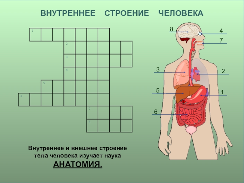 Органы человека 3 класс окружающий мир картинки