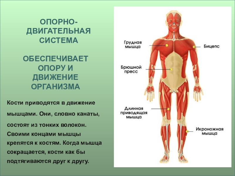 Презентация на тему анатомия человека