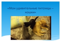 Презентация к исследовательской работе на тему Мои удивительные питомцы - кошки