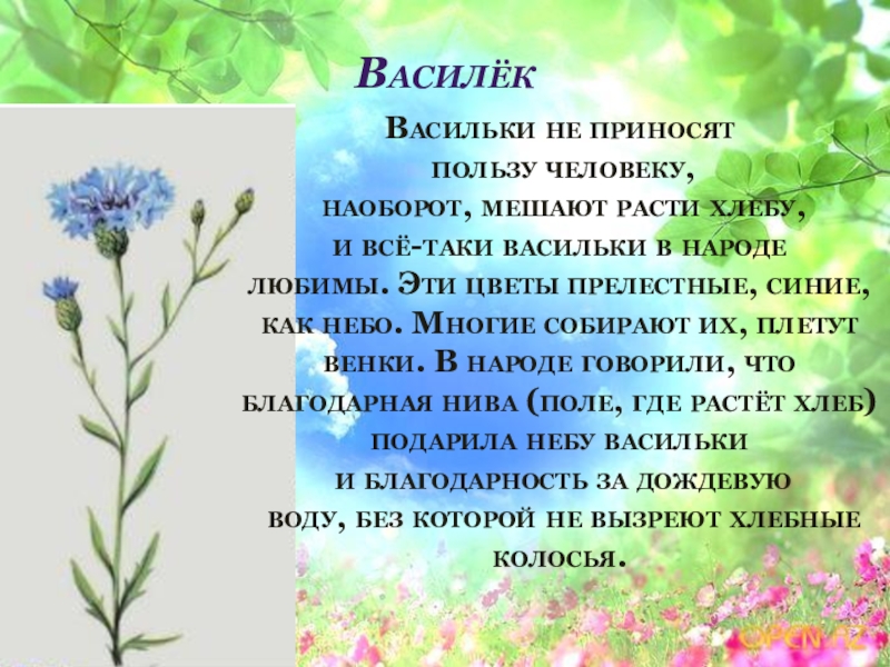 Презентация дикорастущие растения 2 класс. Рассказ о дикорастущем растении. Дикорастущие растения Василек. Сообщение о дикорастущем растении. Сообщение о васильке растени.